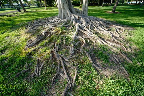 istock View of beautiful tree roots in a field with fresh grass 1445656766