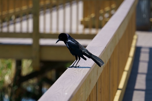 A selective focus shot of adorable Great-tailed grackle on the top of balcony railing