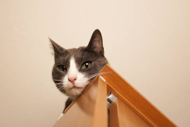 istock A curious funny gray cat peeks out of the closet. 1445657462