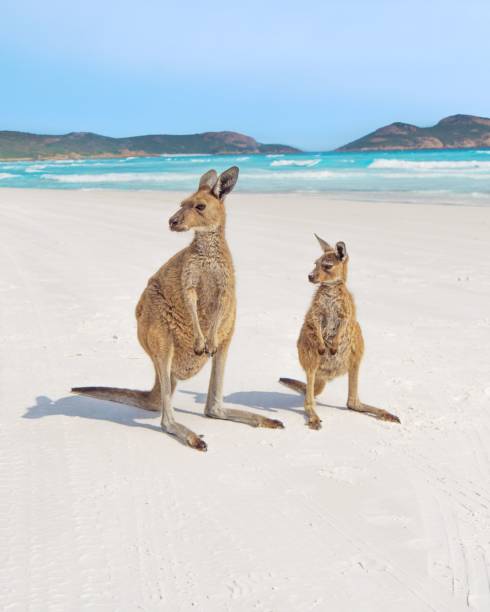vertikale aufnahme einer kängurumutter und ihres babys mit blick nach links an einen idyllischen sandstrand - marsupial animal vertical kangaroo stock-fotos und bilder
