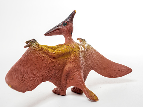 Model of a Pterodactylus. Dinosaur isolated on the white background. Close-up