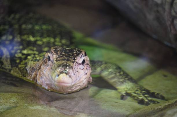 istock Selective focus shot of a goanna in water 1445657817