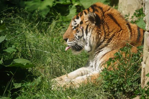 istock Big tiger (Panthera tigris) with its tongue out lying on the grass 1445657907