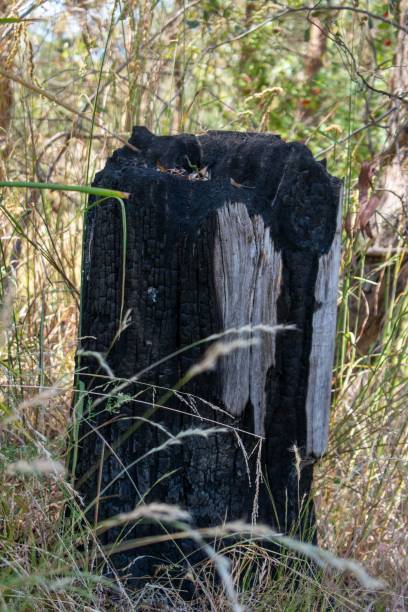 istock Closeup shot of a burnt tree stump in a forest after the fire 1445658004