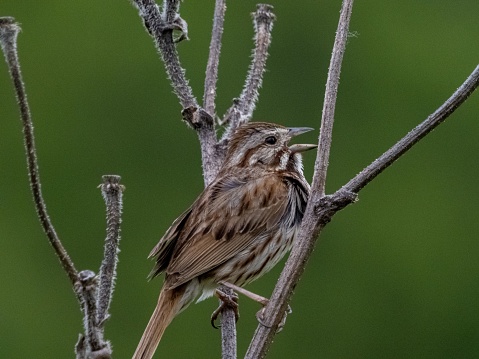 A clseup shot of a House Sparrow sitting on the tree at Eagle Creek Park Indianapolis, June 22.