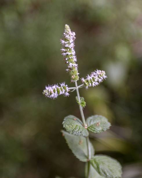 istock Vertical selective focus shot of a buzzard flower on a power pole 1445658182