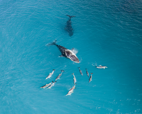 A top view shot of a Humpback whale in the ocean