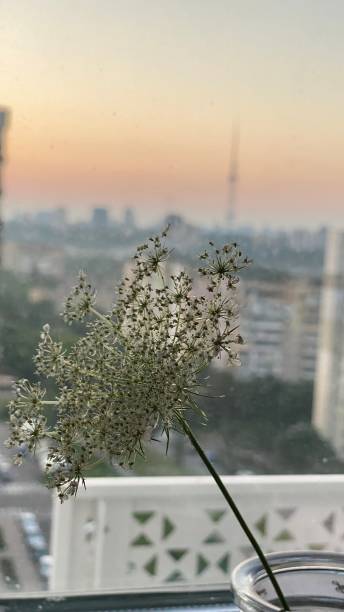 istock White flower in a vase 1445658293