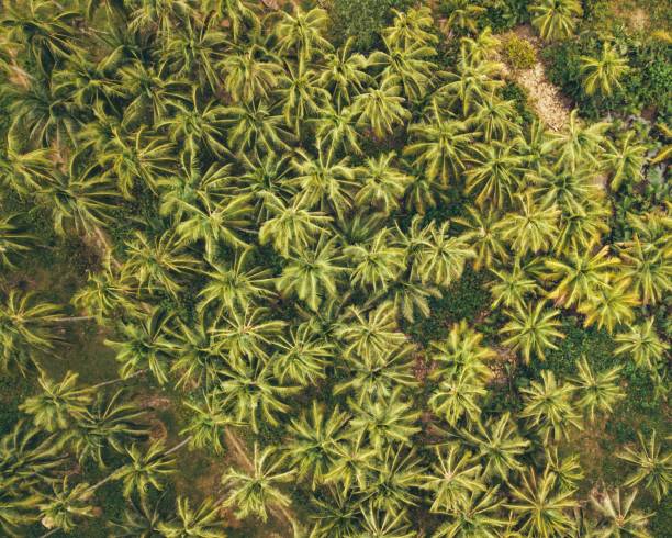 istock Top view of a tropical forest with palm trees 1445658327