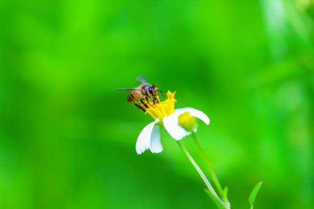 Back jack flower ( white yellow bidens pilosa ) with one bee drinking nectar in blurred green garden background
