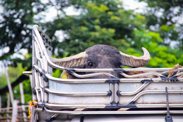Buffalo in steel cage car  transportation background