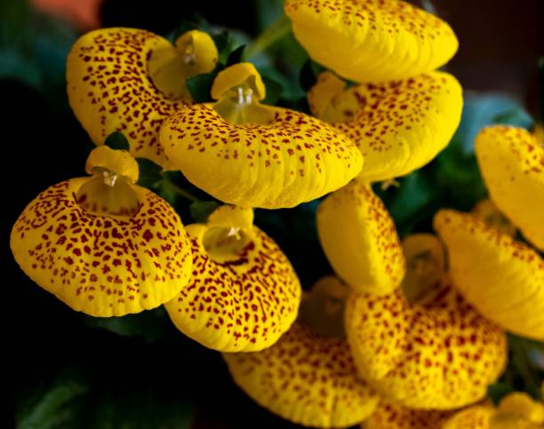 Beautiful yellow calceolaria flowers in the garden The beautiful yellow calceolaria flowers in the garden calceolaria stock pictures, royalty-free photos & images