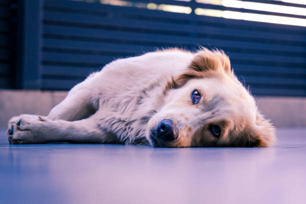 Look of a sad dog stock photo