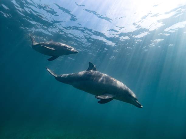 istock Dolphins swimming near the surface of the ocean 1445658695