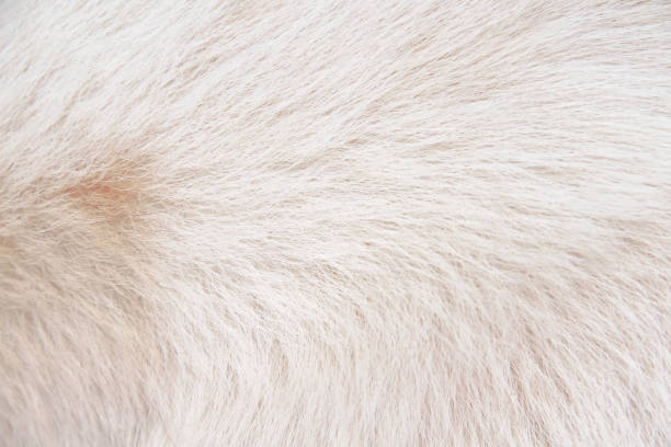 istock Fur dog smooth texture , light white brown animal skin background 1445658756
