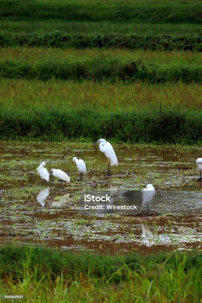 Vertical shot of a group of Cattle Egrets standing in a swamp A vertical shot of a group of Cattle Egrets standing in a swamp Animal Stock Photo