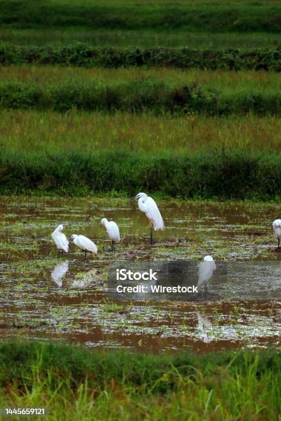Vertical Shot Of A Group Of Cattle Egrets Standing In A Swamp Stock Photo - Download Image Now
