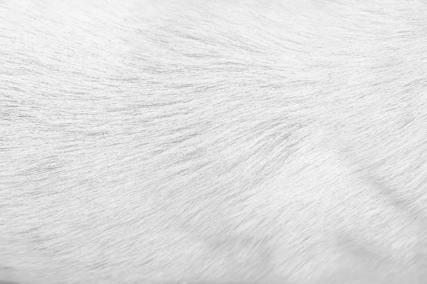 istock White fur dog short smooth texture grey background 1445659275