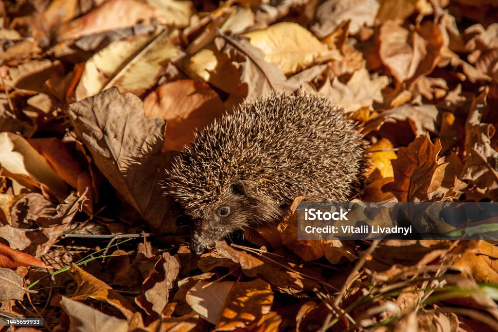 Hedgehog looking for food Hedgehog looking for food among dry autumn leaves Animal Stock Photo