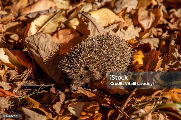 Hedgehog Looking For Food Stock Photo - Download Image Now - Animal, Animal Themes, Animal Wildlife
