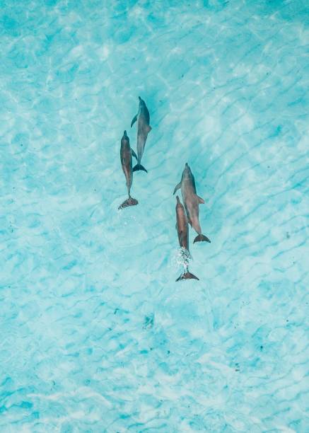 istock Vertical shot of dolphins in the clear blue water 1445659972