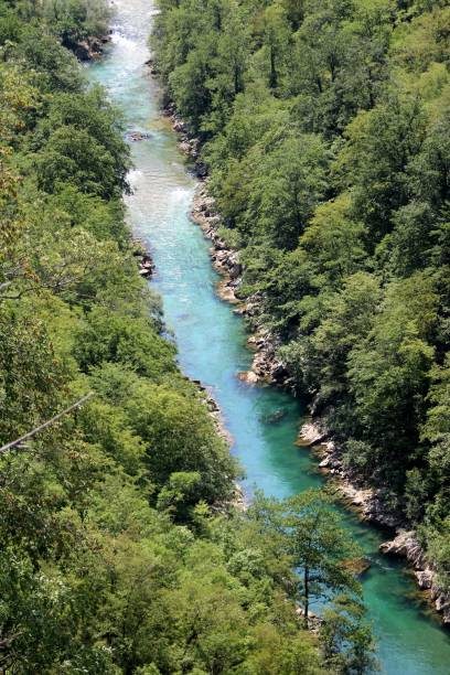 istock High angle shot of a river flowing through a green forest on a sunny day 1445659982