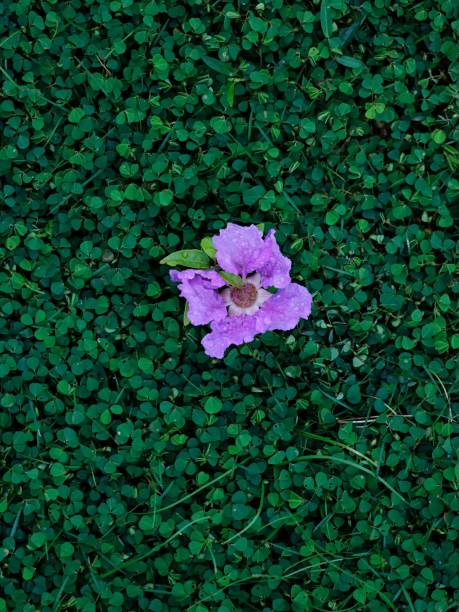 A top view of a light violet flower