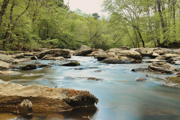 istock beautiful summer day at river in the forest 1445660264