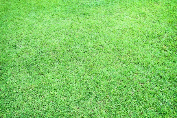 istock Grassy green field texture in natural garden on background 1445660457