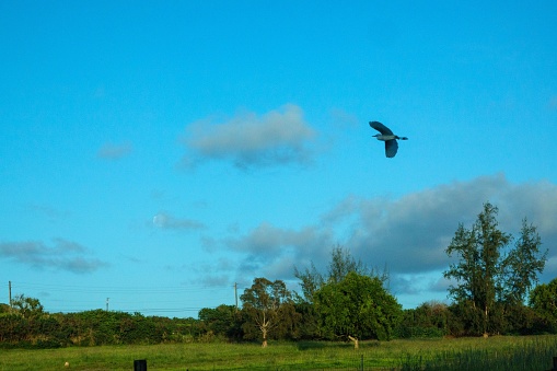 A beautiful view of a bird flying in the cloudy sky over lush green fields on the island of Kauai, Hawaii