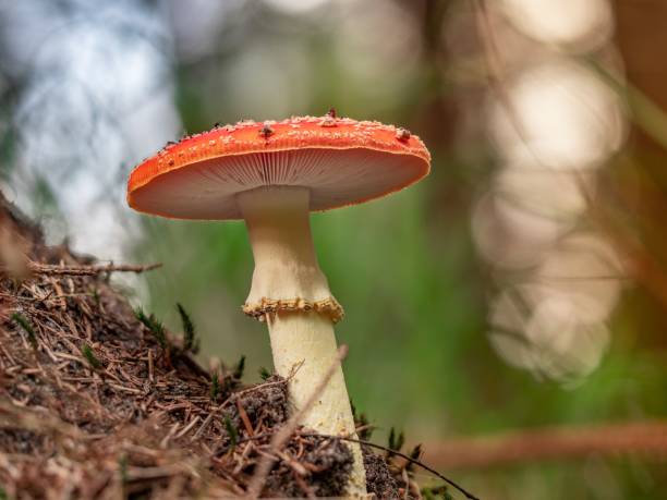 istock Perfect fly agaric in the forest showing its gills 1445660601