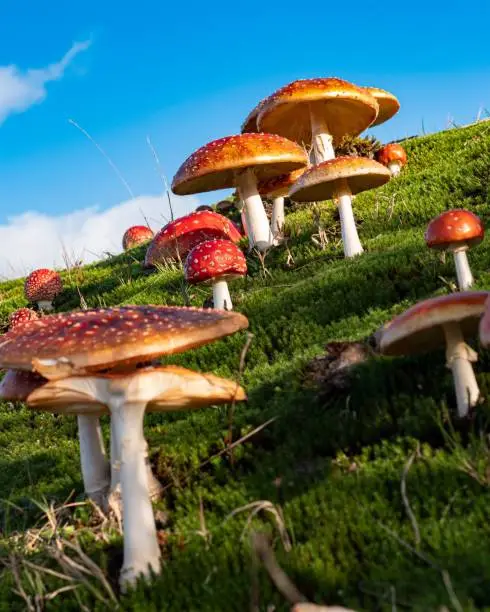 A large group of fly amanita mushrooms in front of the blue sky