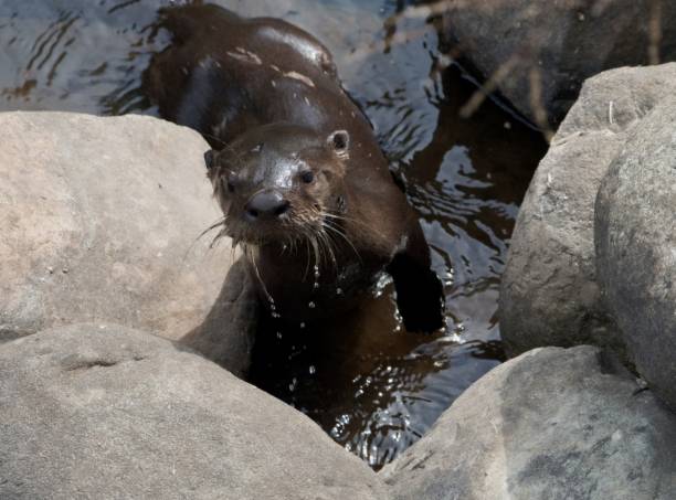 istock Curious river otter walking between large rocks at the water's edge 1445660866