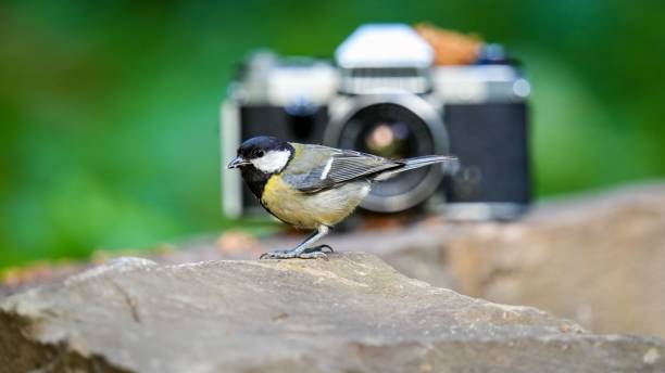 istock Selective focus shot of a Great tit with a camera in the background 1445661396