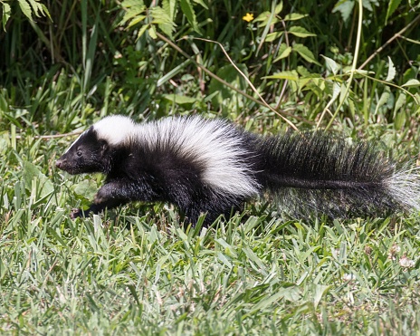 A selective focus shot of a skunk wondering on a grassy field