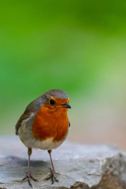 istock Selective focus shot of a European robin on a rock 1445661503