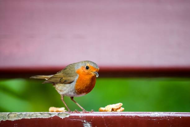 istock Selective focus shot of a European robin on a bench 1445661508