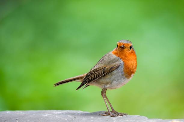 istock Selective focus shot of a European robin on a rock 1445661512