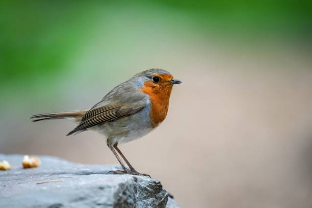 istock Selective focus shot of a European robin on a rock 1445661515