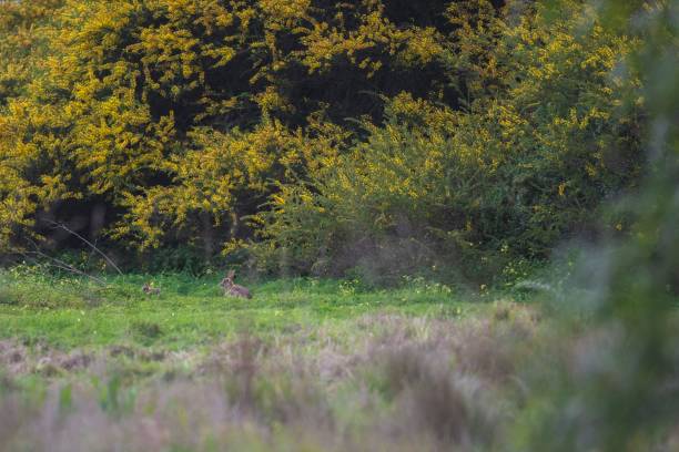 istock Spring green field with Bunnies and flowers 1445661633