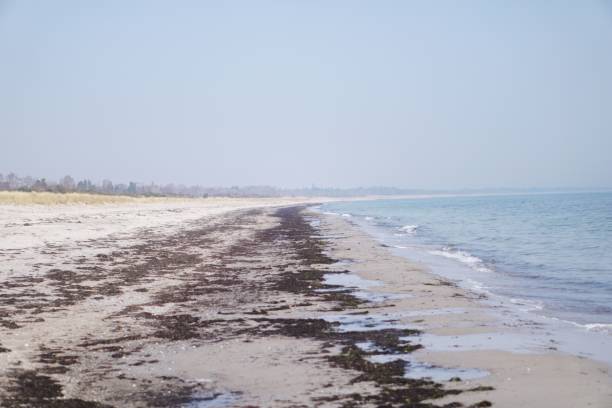 istock Empty shoreline with the sea on a gloomy day 1445661665
