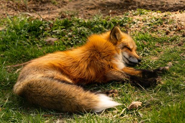 istock Selective focus shot of a red fox sleeping in the sun 1445661701