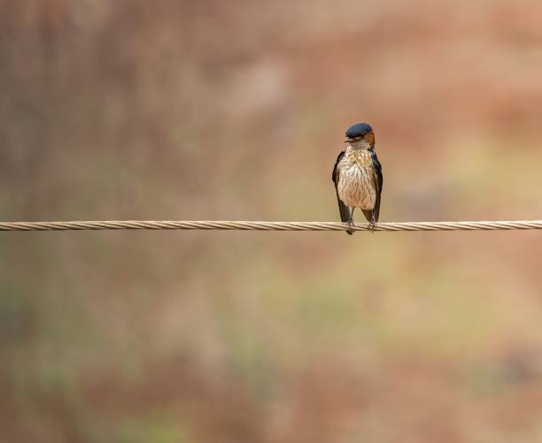 Shallow focus shot of red-rumped swallow perching on wire with blur background A shallow focus shot of red-rumped swallow perching on wire with blur background red rumped swallow stock pictures, royalty-free photos & images