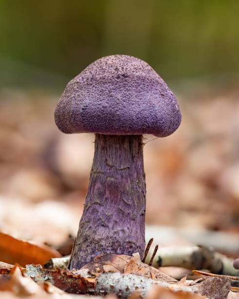 istock Cortinarius violaceus mushroom in leaves 1445661770
