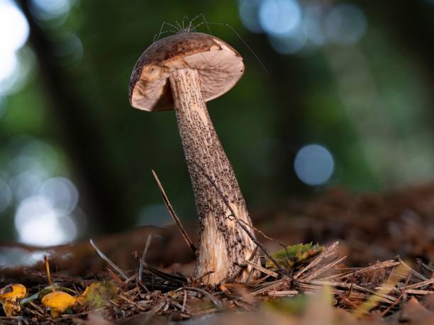 istock Leccinum scabrum mushroom with spider 1445662030