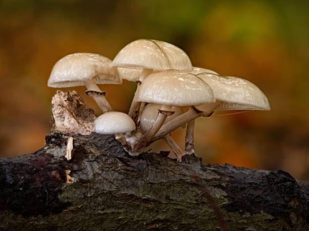 istock Group of mucidula mucida mushrooms 1445662112