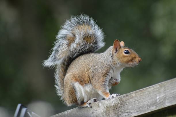 istock Cute squirrel on a wooden deck on a blurred background 1445662205