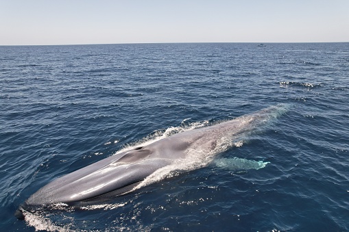 A blue whale swimming in the ocean on a sunny day