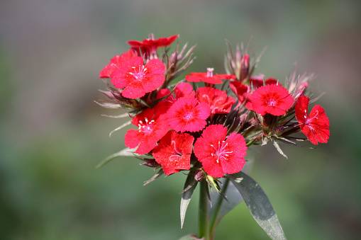Dianthus myrtinervius (Albanian pink), is a species of pink native to Albania, Greece, and the former Yugoslavia. It is a species of flowering plant in the Caryophyllaceae family and prefers well-drained neutral to alkaline soil. It can be grown in rock gardens, raised beds, or as a border along gravel paths.
