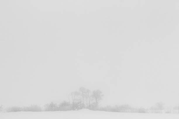 istock Leafless dry tree branches growing in a park in a misty day 1445662677